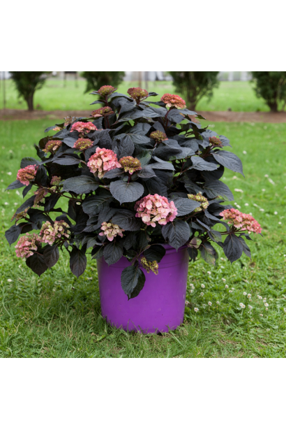 макрофила Эклипс в горшке